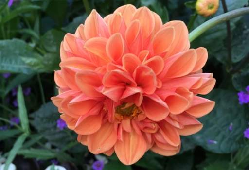 Dahlia